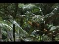Waterholes in the Daintree Rainforest - tourismportdouglas Waterholes in the Daintree Rainforest - tourismportdouglas