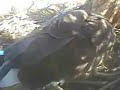 Tail Feather Show