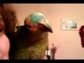 videos de Perroquet Sparo parle