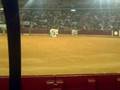 LAS VACAS DE PILARES 2008!! 3