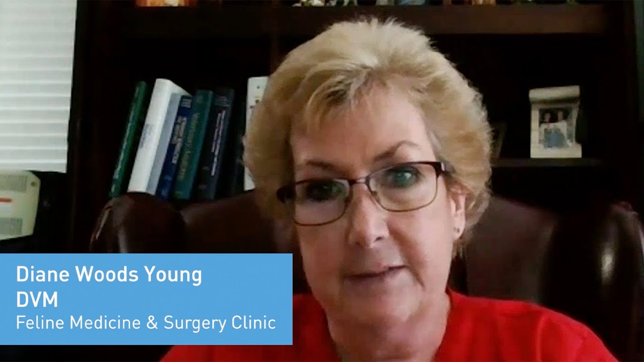 Diane Young, DVM explains how VETIGEL has changed the way she treats FIV positive cats