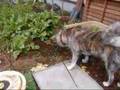 秋田犬 瑠宇奈 オヤツをかくせ!