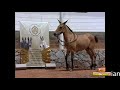 mariana.flv