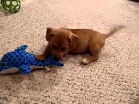 RC is the greatest little puppy friend..