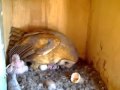 Wesley Hatches! -Molly The Most Famous Owl In The World!