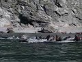 Swarming, Angry Sea Lions, pt 1 Swarming, Angry Sea Lions, pt 1