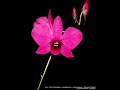 Ngay xua Hoang Thi - Vietnamese love song