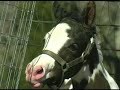3 Day Old Black and White Pinto Arabian Filly 3 Day Old Black and White Pinto Arabian Filly