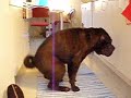 Bruno.AVI Bruno.AVI
