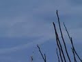 Aereo di linea passa sopra una scia chimica Alba Adriatica