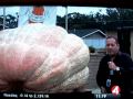 Puglet and the Giant Pumpkin.