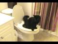 Pepper Pees
