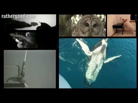 Los animales tienen una orquesta en Internet