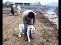 Pakistani Bully Kutta (DAKU & BADAL)