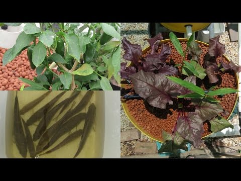 how to drain plants