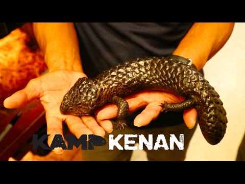 YouTube reptile video