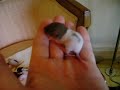 rat babies...day 10 rat babies...day 10