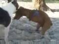 Why Humans Became Bipedal, or, Even Dogs Go Blind