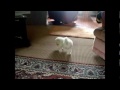Little Fluffy Puppy Dog And The Burger Ring (banned in Germany)