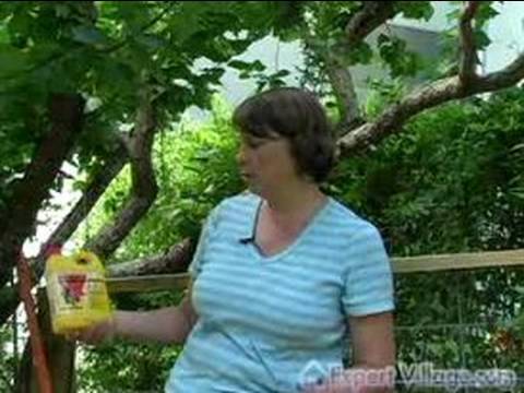 how to care for an apple tree