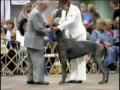 AMAZING Great Dane dog show!!!