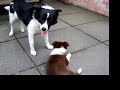 Border Collies Border Collies