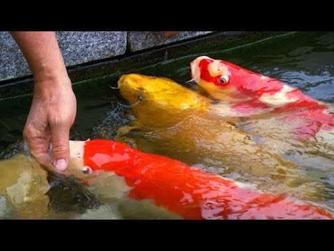 Simsontreffen Suhl/Frauenwald - 2014 - Ausfahrt - Suhl Rennsteig ...