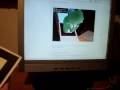 our webcam friend Flautolenzio 2