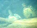 Pseudemys concinna hiding uder a snag in a creek.  This is a defensive behavior you do not normally see above the surface