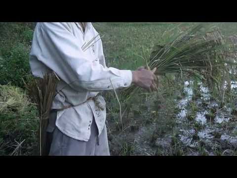 how to harvest rice by hand