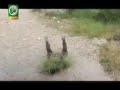 Qassam