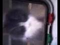 cat flap fun