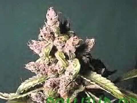Blow It Up Remix Feat The Mizfit, TWAN, & Diamond Dogg