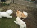 ビーグル犬りこの感想・・パンとクーが力合わせて・・・