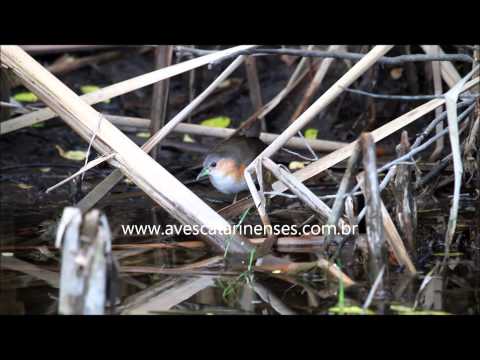 Sanã-parda - Cristiano Voitina