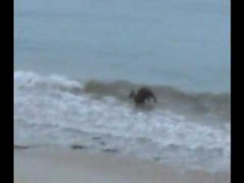 See video [page-title] http://zulpgulp.com