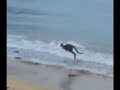 Swimming Kangaroo