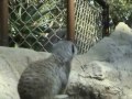 LA Group Meerkat Flower Tribute Video