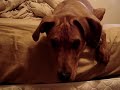 Talking Dog