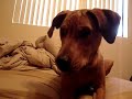 Talking Dog Talking Dog