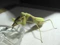 Gottesanbeterin Mantid geht Fischen