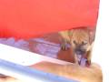 videos de Cachorros tosa inu 2008
