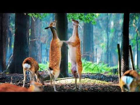奈良公園【夏】かわいい子鹿たち