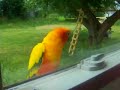 Nevermore Nevermore