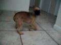 Brussels Griffon video