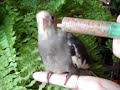 korelkyvíce na http://www.rucnedokrmenipapousci.wbs.czKakadu cockatoo žako kongo Congo amazoňan amazona agapornis alexandr malý Alexander small velký the great čínský Chinese pink ara aratinga sun zlatý gold Barnard collar Eklektus Eclectus mníšek šedý Quaker Parrot blue Nandej Neoféma parrot papoušek Nestor kea korelka korela cockatiel korely andulka budgerigar andulky Budgerigars Pyrura Kakariki rosela Yellow Rosella Eastern lutino lutin Pennant Mutation
