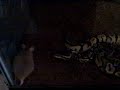Dahmer Feeding Vid