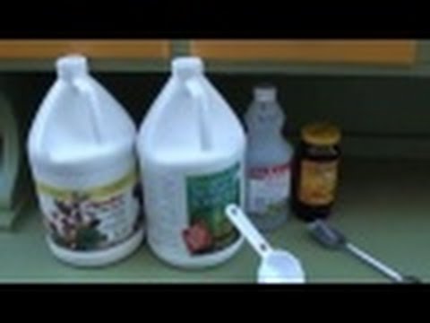 how to fertilize with fish emulsion