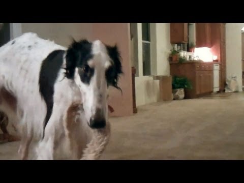 borzoi