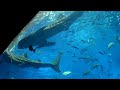 Okinawa ChuraUmi Aquarium WhaleShark 3